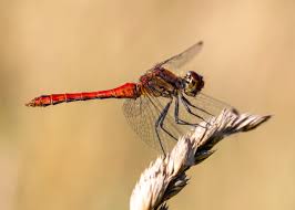 Attēlu rezultāti vaicājumam “Sympetrum sanguineum”
