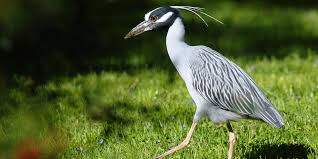 Image result for heron