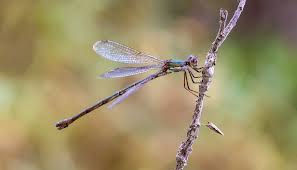 Attēlu rezultāti vaicājumam “Chalcolestes viridis”