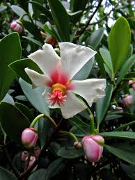 Attēlu rezultāti vaicājumam “Clusiaceae”