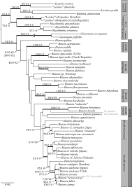 Attēlu rezultāti vaicājumam “Biatora sphaeroides”