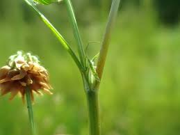 Attēlu rezultāti vaicājumam “Trifolium hybridum flower”
