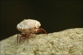 Attēlu rezultāti vaicājumam “Orthezia urticae”