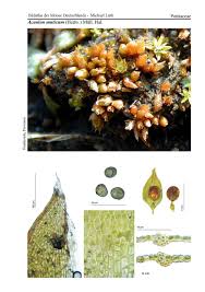 Attēlu rezultāti vaicājumam “Acaulon muticum”