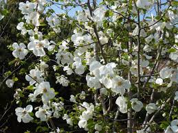 Attēlu rezultāti vaicājumam “Magnolia kobus flower”