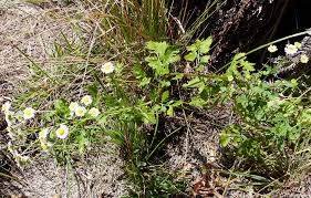 Image result for Chrysanthemum ptarmiciflorum