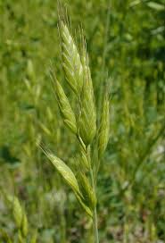 Attēlu rezultāti vaicājumam “Bromus hordeaceus subsp. hordaceus”