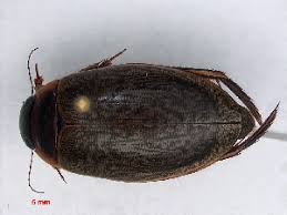 Attēlu rezultāti vaicājumam “Colymbetes striatus”