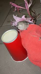 Image result for pheega