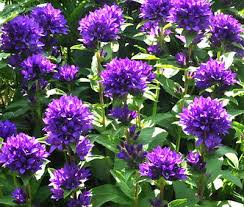 Attēlu rezultāti vaicājumam “Campanula glomerata leaf”