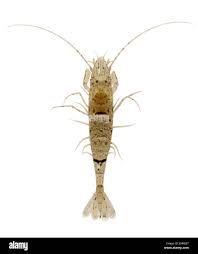 Attēlu rezultāti vaicājumam “Crangon crangon”