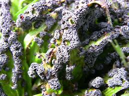 Attēlu rezultāti vaicājumam “Fuligo gyrosa spores”