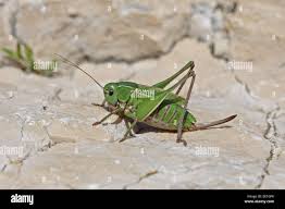 Attēlu rezultāti vaicājumam “Decticus verrucivorus nymph”