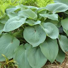 Attēlu rezultāti vaicājumam “Hosta sp. leaf”