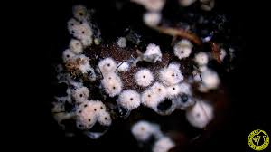 Attēlu rezultāti vaicājumam “Lasiosphaeria ovina”