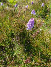 Attēlu rezultāti vaicājumam “Dactylorhiza maculata leaf”