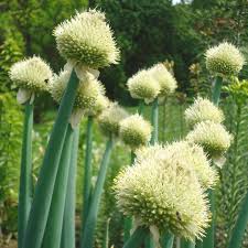 Résultat de recherche d'images pour "Allium fistulosum"