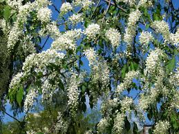 Attēlu rezultāti vaicājumam “Padus avium”