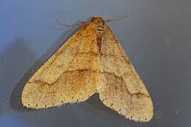 Attēlu rezultāti vaicājumam “Agriopis marginaria”