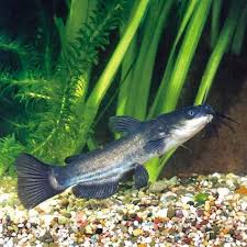 Image result for Ameiurus melas