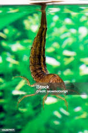 Attēlu rezultāti vaicājumam “Dytiscus sp. larva”