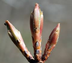 Attēlu rezultāti vaicājumam “Acer saccharinum bud”