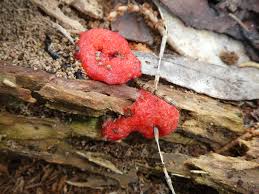 Attēlu rezultāti vaicājumam “Tubiferaceae”