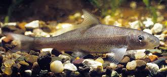 Image result for Cycleptus elongatus