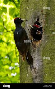 Attēlu rezultāti vaicājumam “Dryocopus martius adult”