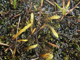 Attēlu rezultāti vaicājumam “Calliergon trifarium”