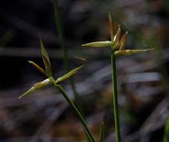 Attēlu rezultāti vaicājumam “Carex pauciflora”