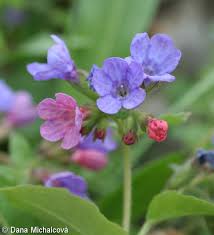 Image result for Pulmonaria officinalis