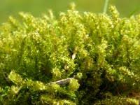 Attēlu rezultāti vaicājumam “Rhytidiadelphus squarrosus”