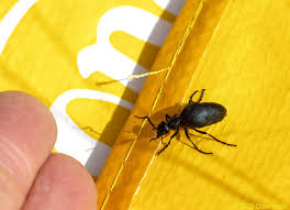 Attēlu rezultāti vaicājumam “Meloe sp. larva”