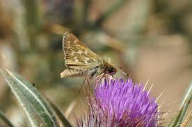 Attēlu rezultāti vaicājumam “Hesperia comma underside”