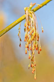 Attēlu rezultāti vaicājumam “Acer negundo male flower”