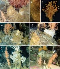 Attēlu rezultāti vaicājumam “Bryozoa”