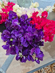 Image result for Sweet Pea Bowling Club