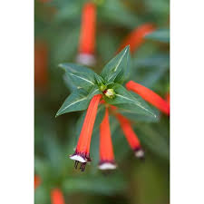 Image result for Cuphea ignea