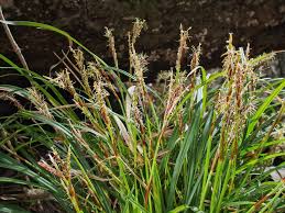 Attēlu rezultāti vaicājumam “Carex digitata”