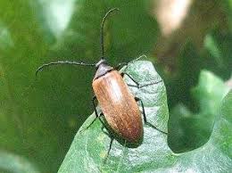 Attēlu rezultāti vaicājumam “Pseudocistela ceramboides”