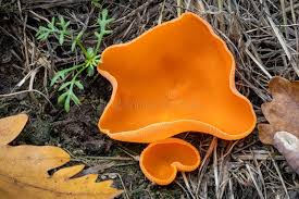 Attēlu rezultāti vaicājumam “Aleuria aurantia”