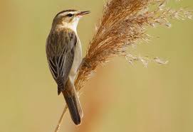 Attēlu rezultāti vaicājumam “Acrocephalus schoenobaenus adult”