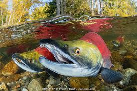 Image result for Oncorhynchus nerka