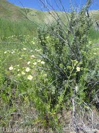 Image result for Potentilla recta