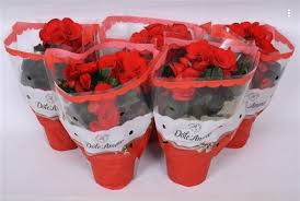 Image result for Бегония Элатиор 12х22 4601887072423