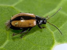 Attēlu rezultāti vaicājumam “Phyllotreta sp.”