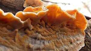 Attēlu rezultāti vaicājumam “Skeletocutis amorpha”