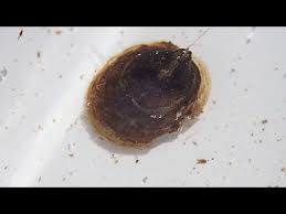 Attēlu rezultāti vaicājumam “Ancylus fluviatilis”