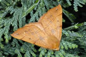 Attēlu rezultāti vaicājumam “Colotois pennaria”